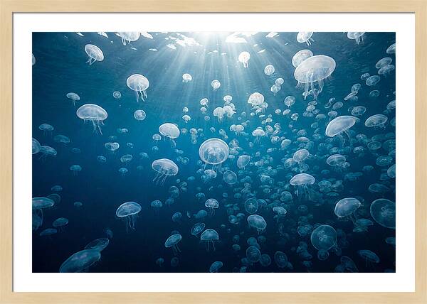 Moon Jelly Swarm