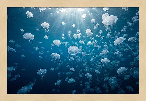 Moon Jelly Swarm