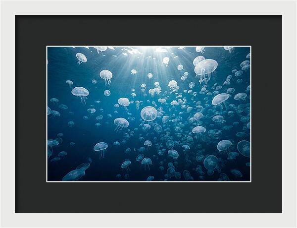 Moon Jelly Swarm