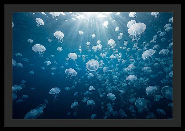 Moon Jelly Swarm