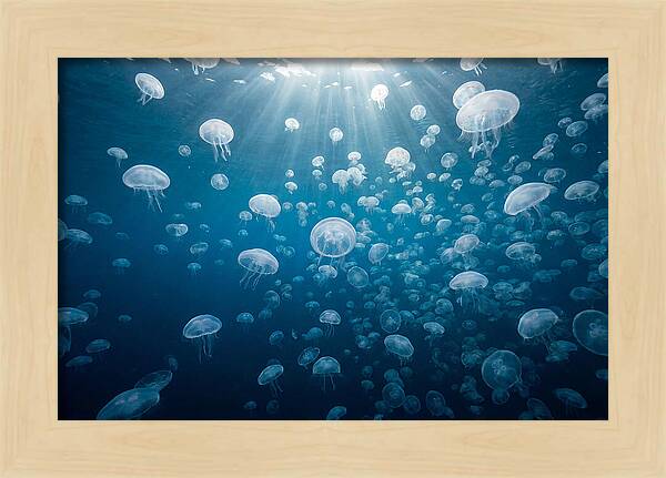 Moon Jelly Swarm
