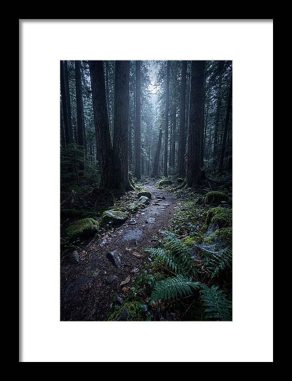 Moonlight Forest Path