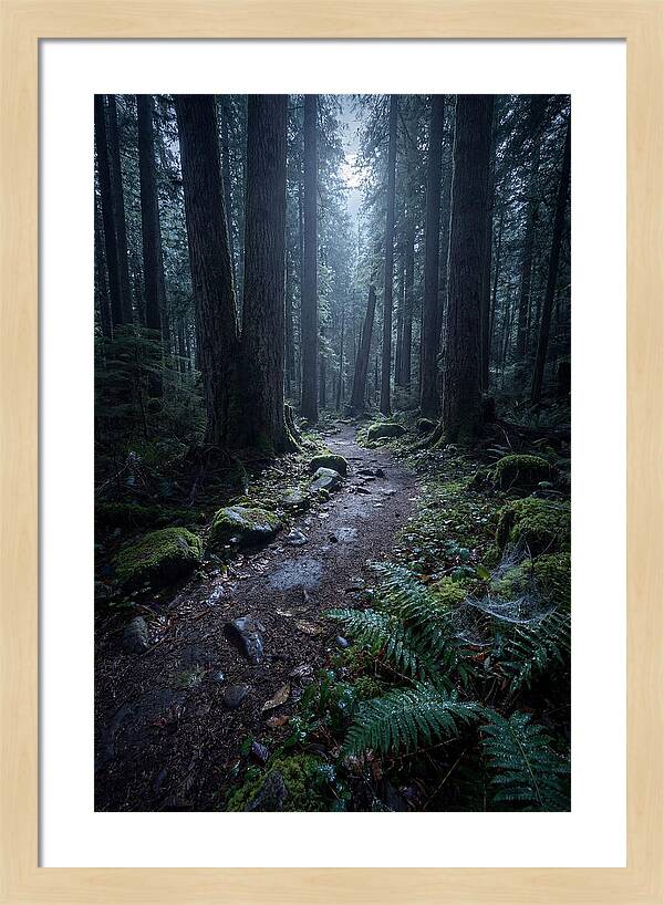 Moonlight Forest Path