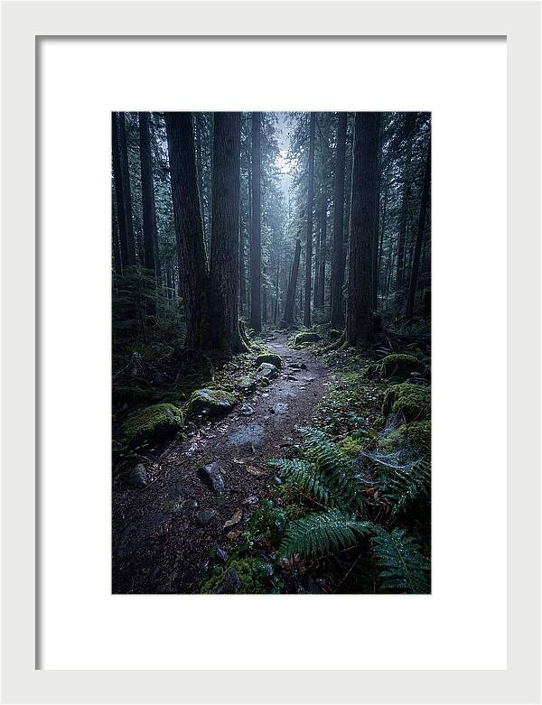 Moonlight Forest Path