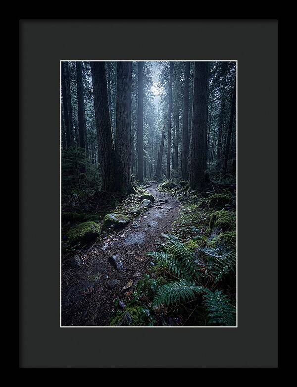 Moonlight Forest Path
