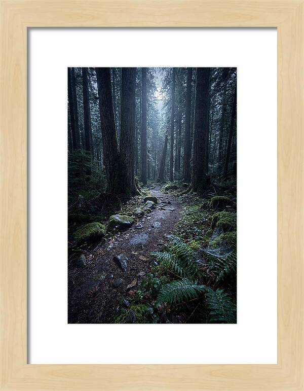 Moonlight Forest Path