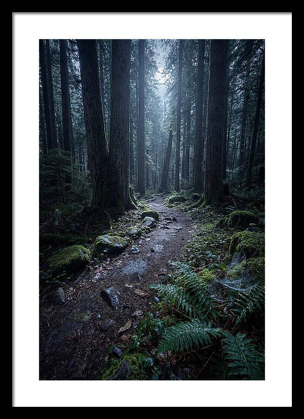 Moonlight Forest Path