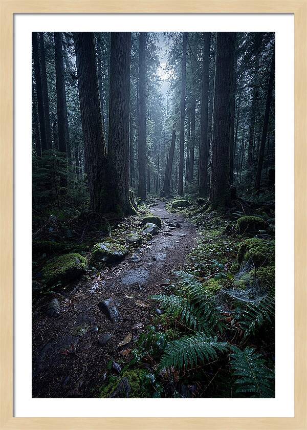 Moonlight Forest Path