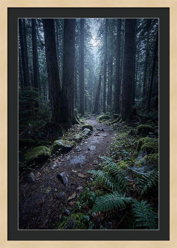 Moonlight Forest Path