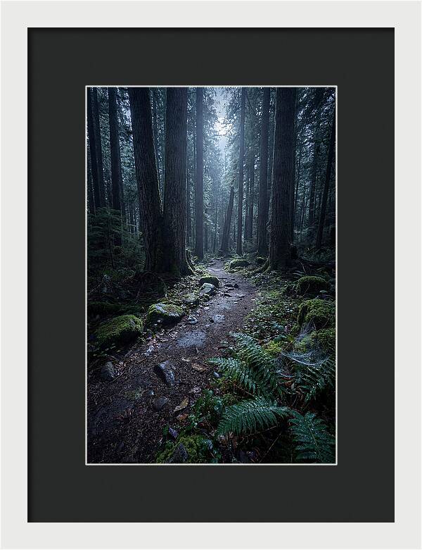 Moonlight Forest Path
