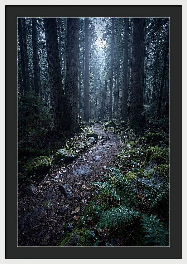 Moonlight Forest Path