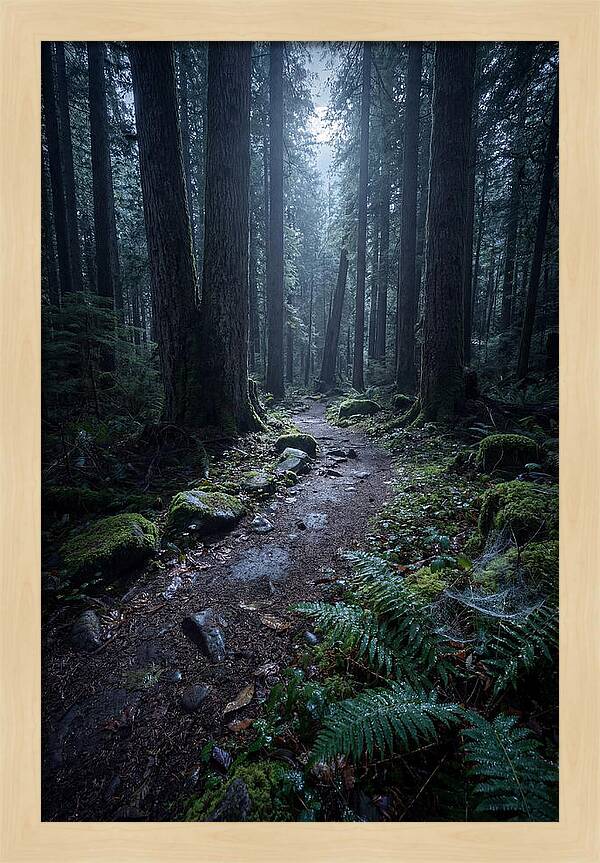 Moonlight Forest Path