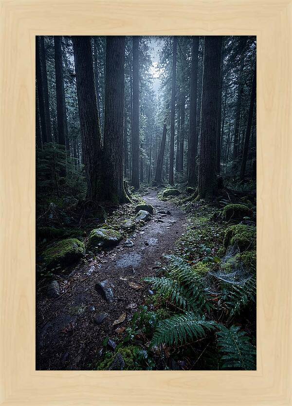 Moonlight Forest Path