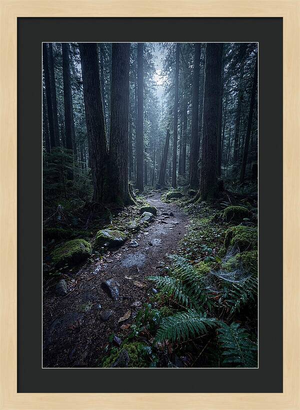Moonlight Forest Path