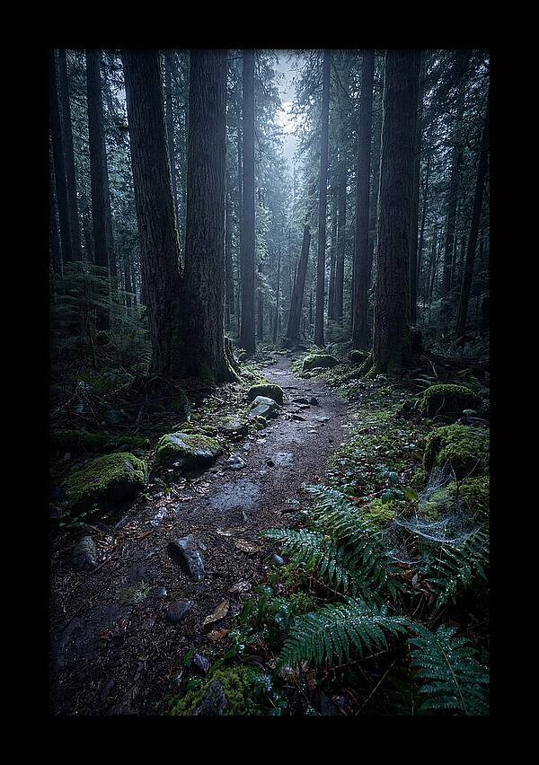 Moonlight Forest Path