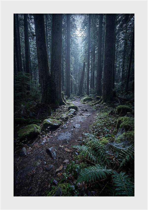 Moonlight Forest Path