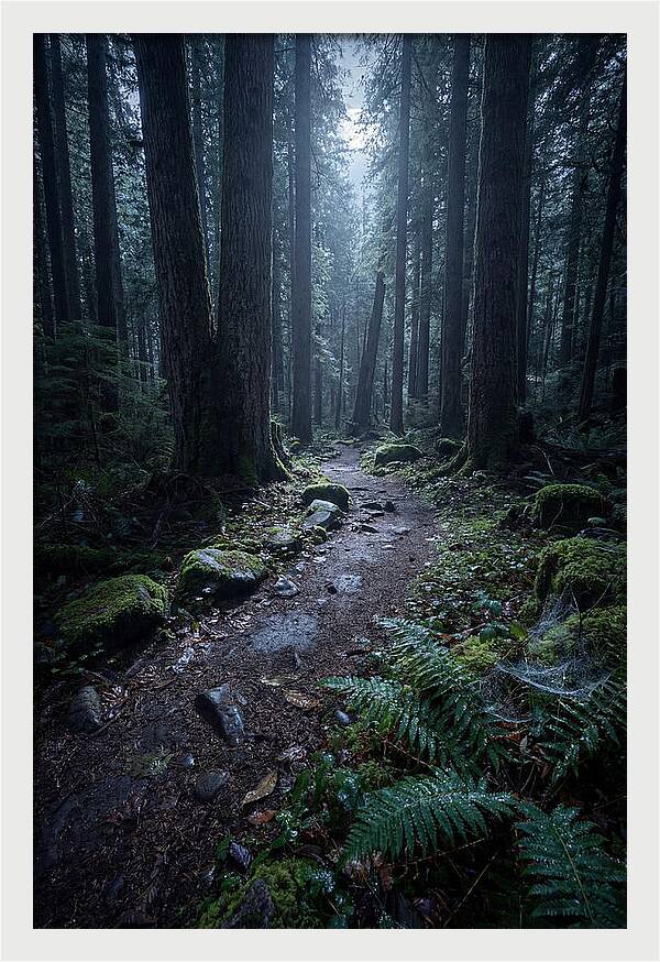 Moonlight Forest Path