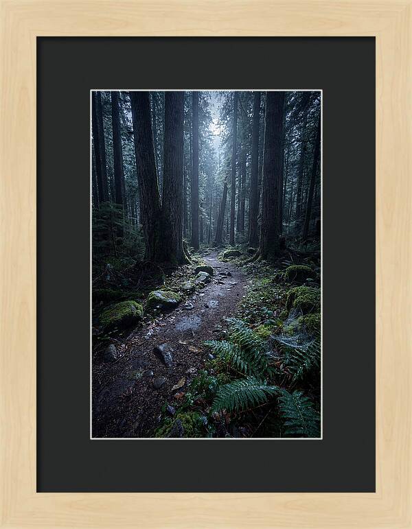 Moonlight Forest Path