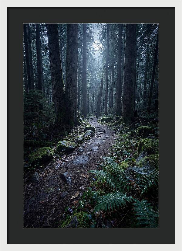 Moonlight Forest Path
