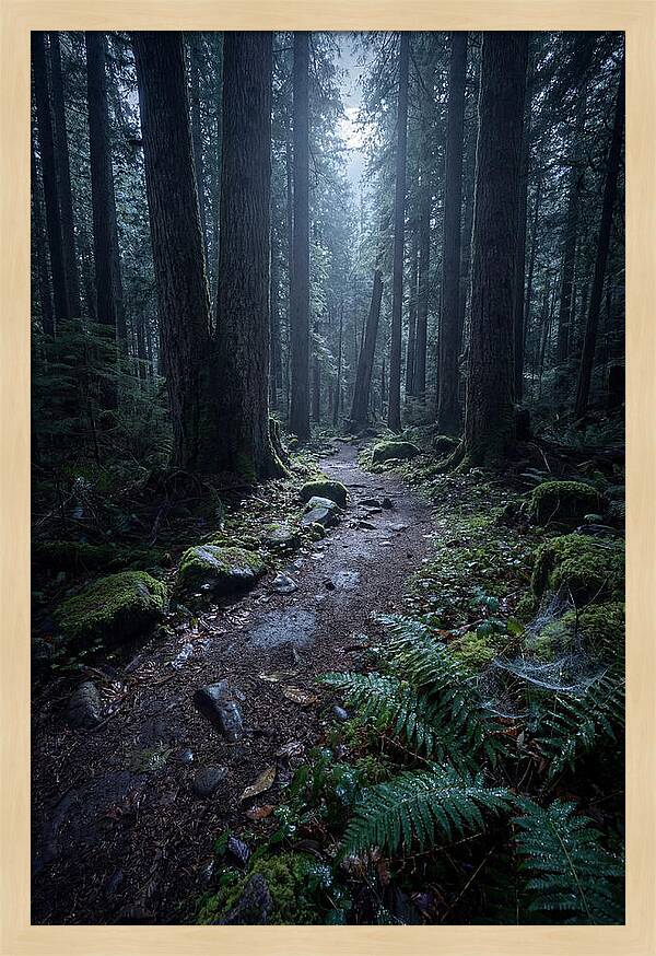 Moonlight Forest Path