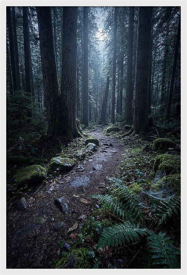 Moonlight Forest Path
