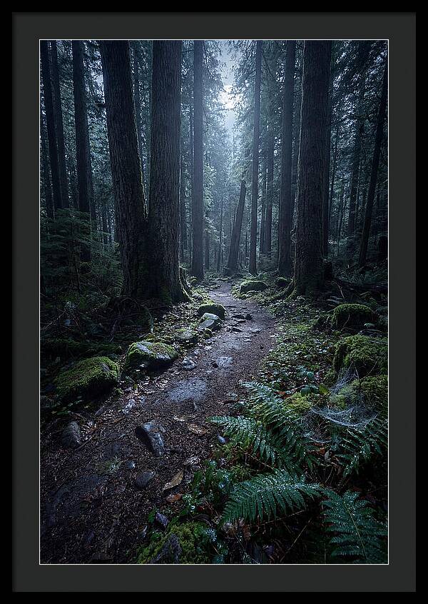 Moonlight Forest Path