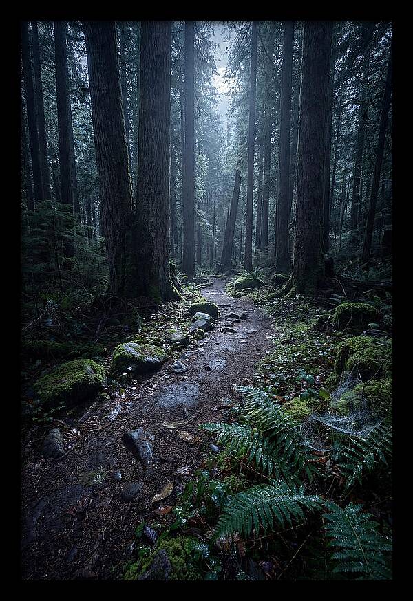 Moonlight Forest Path