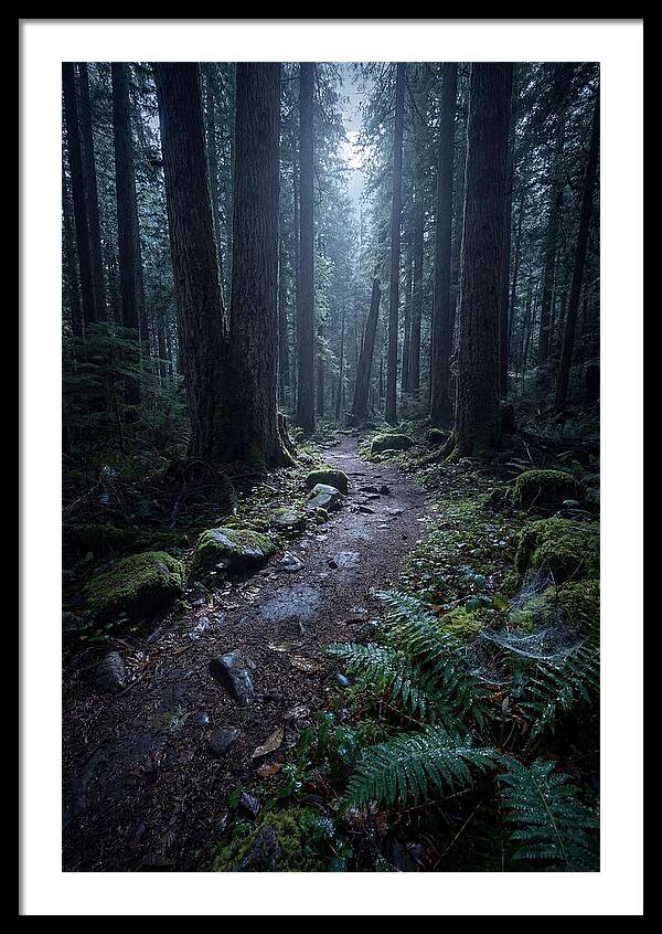 Moonlight Forest Path