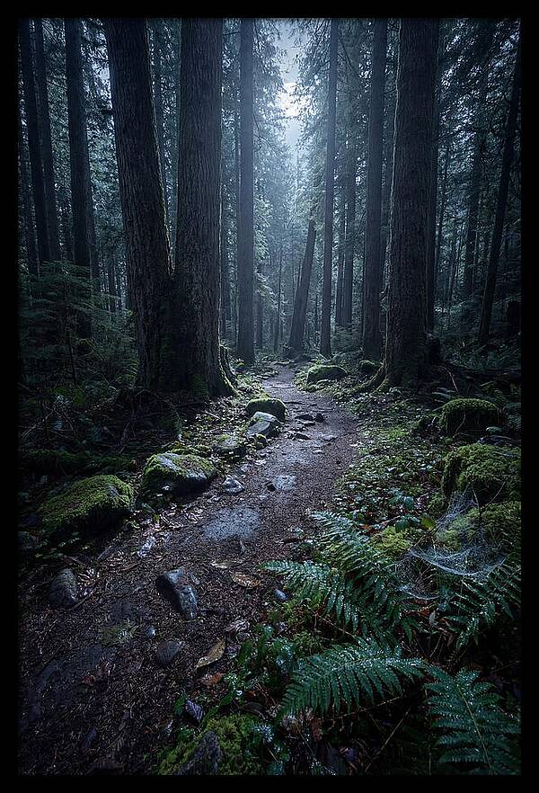 Moonlight Forest Path