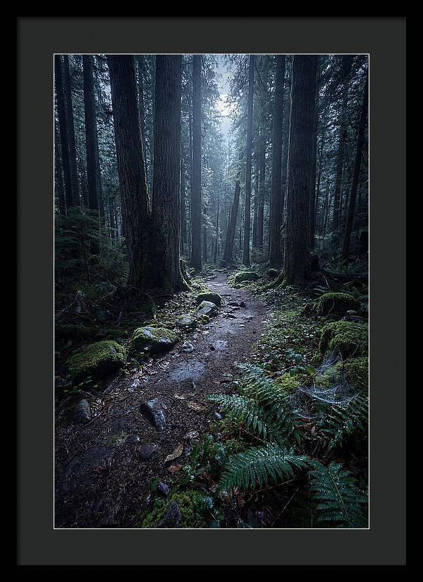 Moonlight Forest Path