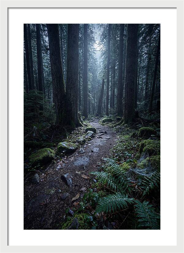 Moonlight Forest Path
