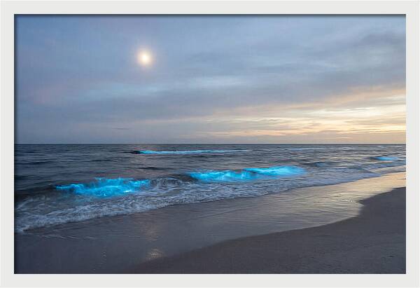 Moonlit Ocean With Bioluminescence