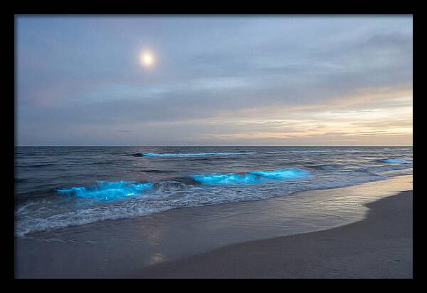 Moonlit Ocean With Bioluminescence
