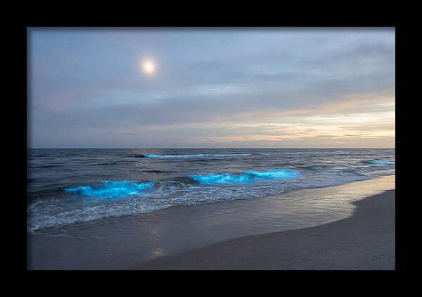 Moonlit Ocean With Bioluminescence