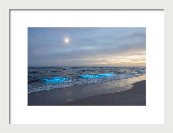 Moonlit Ocean With Bioluminescence