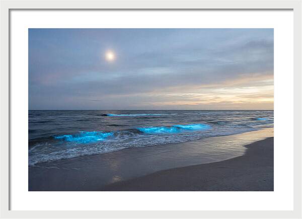 Moonlit Ocean With Bioluminescence