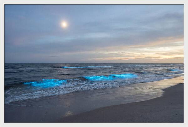 Moonlit Ocean With Bioluminescence