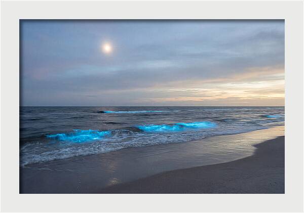 Moonlit Ocean With Bioluminescence
