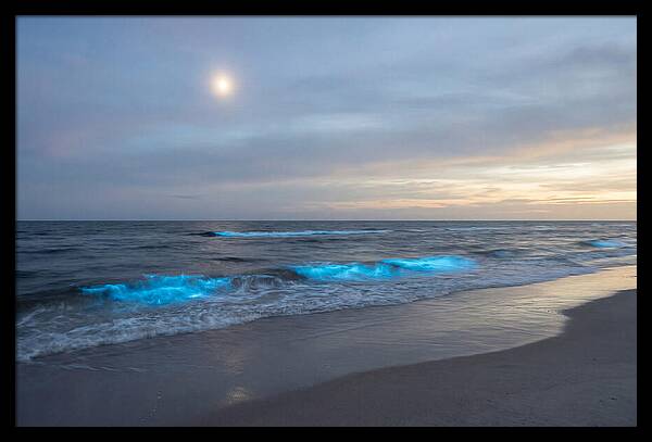 Moonlit Ocean With Bioluminescence
