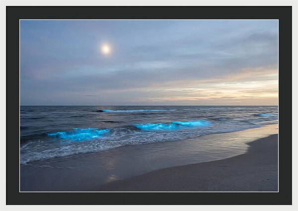 Moonlit Ocean With Bioluminescence