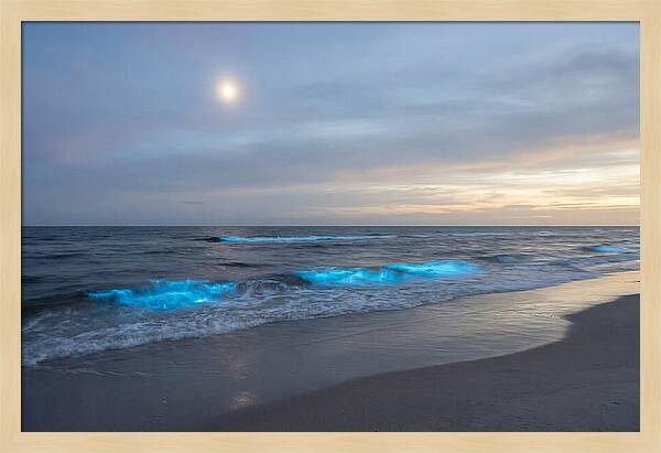 Moonlit Ocean With Bioluminescence