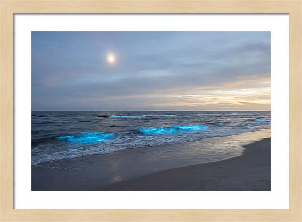Moonlit Ocean With Bioluminescence