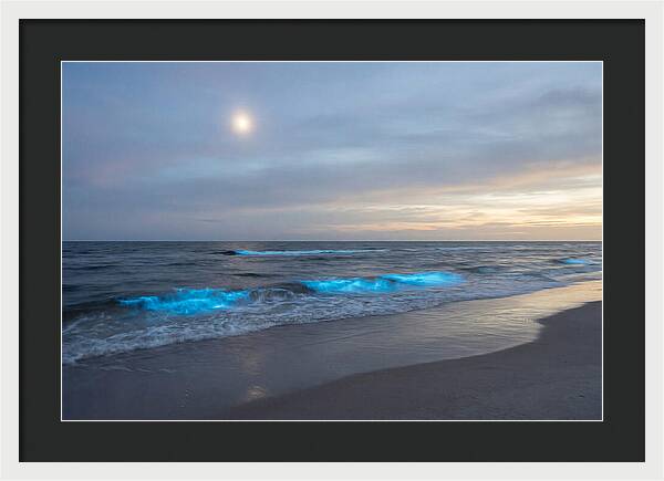 Moonlit Ocean With Bioluminescence