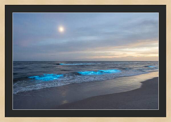 Moonlit Ocean With Bioluminescence
