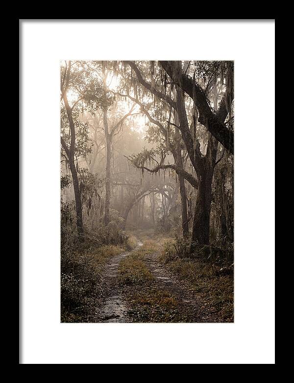 Moonlit Path Through Quiet Forest