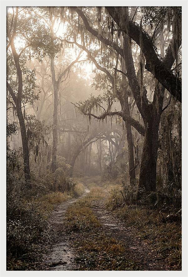 Moonlit Path Through Quiet Forest