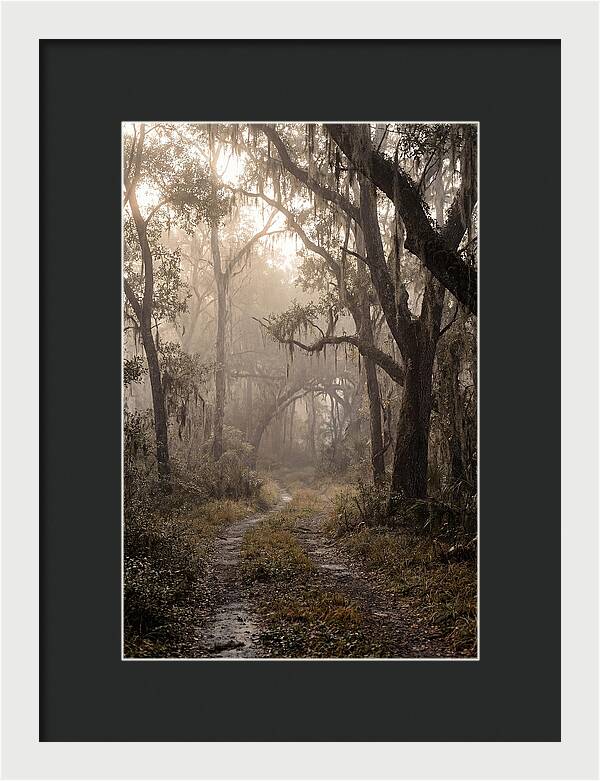 Moonlit Path Through Quiet Forest