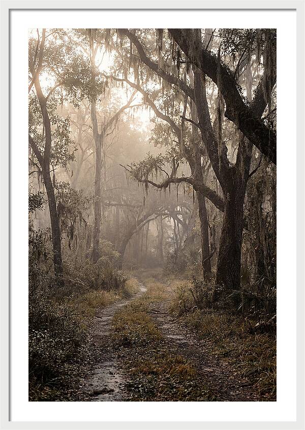 Moonlit Path Through Quiet Forest