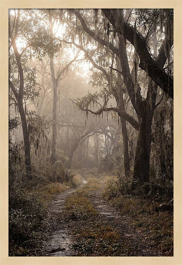 Moonlit Path Through Quiet Forest