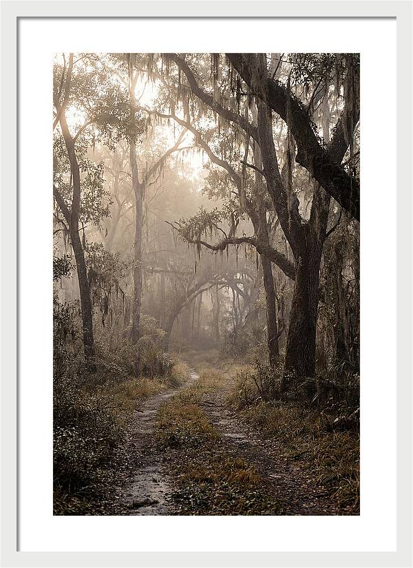 Moonlit Path Through Quiet Forest